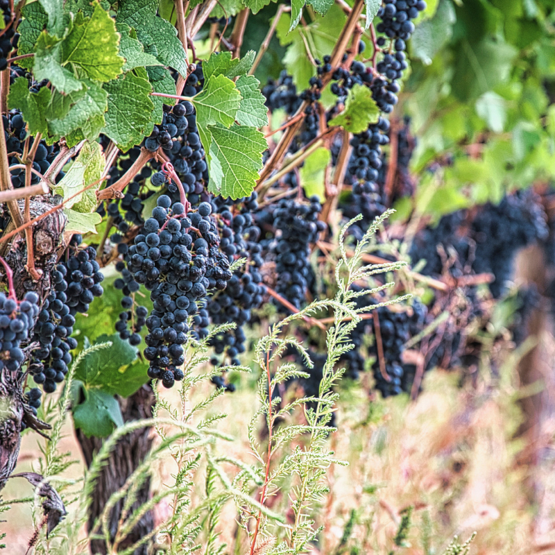 vines